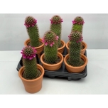 Cactus Kaktus Mammillaria ker.potis 9,5cm