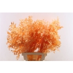Dried Ruscus paint Apricot (tk)