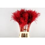 Dried miscanthus paint red 70cm