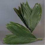 Leaf Cocos 50cm