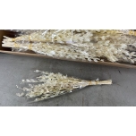 Dried Lunaria Kuukress Bleached small 50cm (pk)
