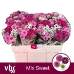 Chrysanthemum Krüsanteem SANTINI Sweet mix*25