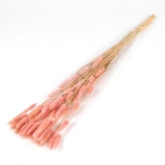 Dried Lagurus Pink 50g/70cm (pk)
