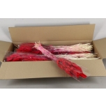Dried Lagurus Red 100g/75cm (pk)