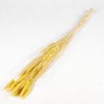 Dried Lagurus Yellow 50g/70cm (pk)