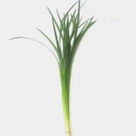 Lily grass (pk)