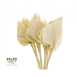 Dried Palm Spear small Bleached 50cm (tk)