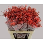 Chamelaucium Wax Flower paint Red 80cm