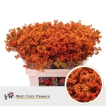 Chamelauchium Wax Flower orange 80cm