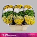 Chrysanthemum Krüsanteem Santini Sunny mix