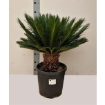 Cycas revoluta Palmlehik 30cm