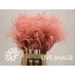 Dried miscanthus light pink 70cm