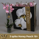 Phalaenopsis Kuuking Honey Peach 3ÕV 12cm