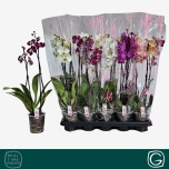 Phalaenopsis Kuuking mix 4 colours 12cm