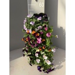 Viola Võõrasema co mix