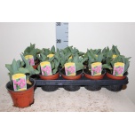 Tulp - arr mix pink 12cm