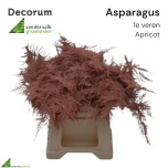 Asparagus Setaceus paint Apricot 45cm (pk)