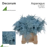 Asparagus paint Light Blue 45cm (pk)