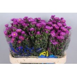 Aster Casarosa 60cm