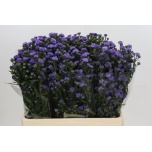 Aster Baby Blue 60cm