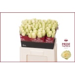 Roos 60cm Athena (Pride of Africa)