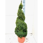 Buxus Pukspuu semp 29cm h115