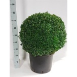 Buxus Pukspuu semp 29cm h50
