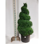 Buxus Pukspuu semp 50cm h160