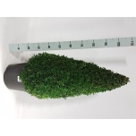 Buxus Pukspuu semp 40cm
