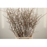 Chaenomeles Ebaküdoonia Superba 90cm