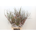 Chaenomeles Ebaküdoonia Superba 130cm