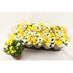 Chrysanthemum Krüsanteem indi mix per pot 12cm