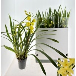 Cymbidium other 15cm