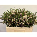 Chamelaucium Sidrunmürt Dual Star 50cm