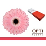 Gerbera GR Dulcie*25