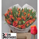 Tulp fr Dutching