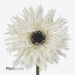 Gerbera GS Garden Ghost*25
