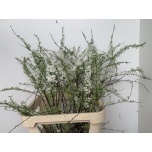 Spiraea Enelas grefsheim 100cm