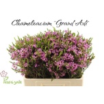 Chamelaucium Sidrunmürt Grand Adi 55cm