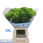 Dianthus Nelk BR Green Wicky 70cm*10