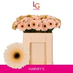 Gerbera MINI Harveys*20