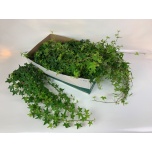 Hedera helix Luuderohi Jacobine 13cm