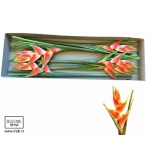 Heliconia Red Jewel 100cm