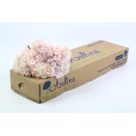 Hydeangea Hortensia Pink Light 60cm