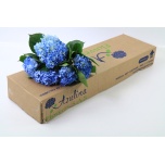 Hydrangea Hortensia Shocking Blue 60cm