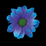 Chrysanthemum Krüsanteem SP Kennedy Blue Lagoon*5