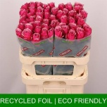 Roos 80cm Majestic Athena