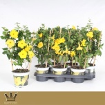 Mandevilla diamantina opale citrine 15cm