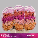 Chrysanthemum Krüsanteem SANTINI Miller MIX*25