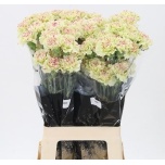 Dianthus Nelk ST Mochi*20